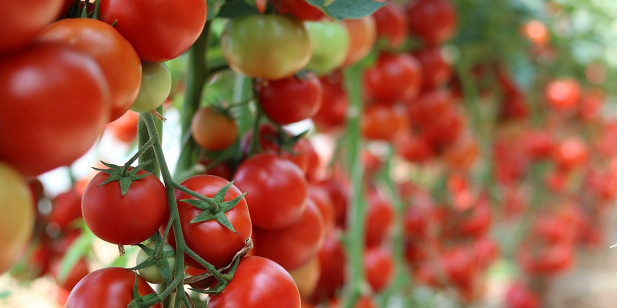 FEPEX: per la sopravvivenza del pomodoro spagnolo occorre maggiore duttilità